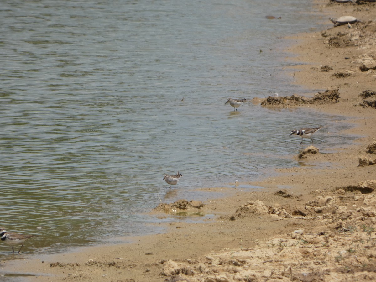 White-rumped Sandpiper - ML585529951