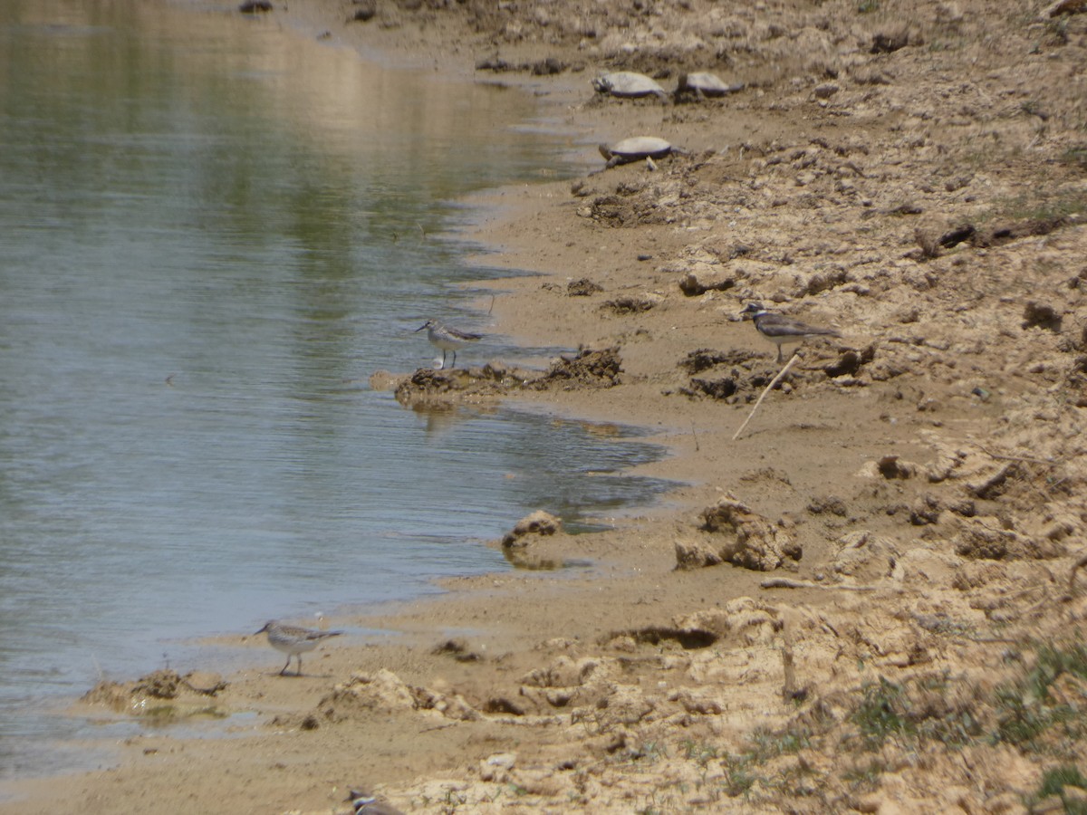 White-rumped Sandpiper - ML585529961