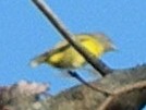 Nashville Warbler - ML585530111