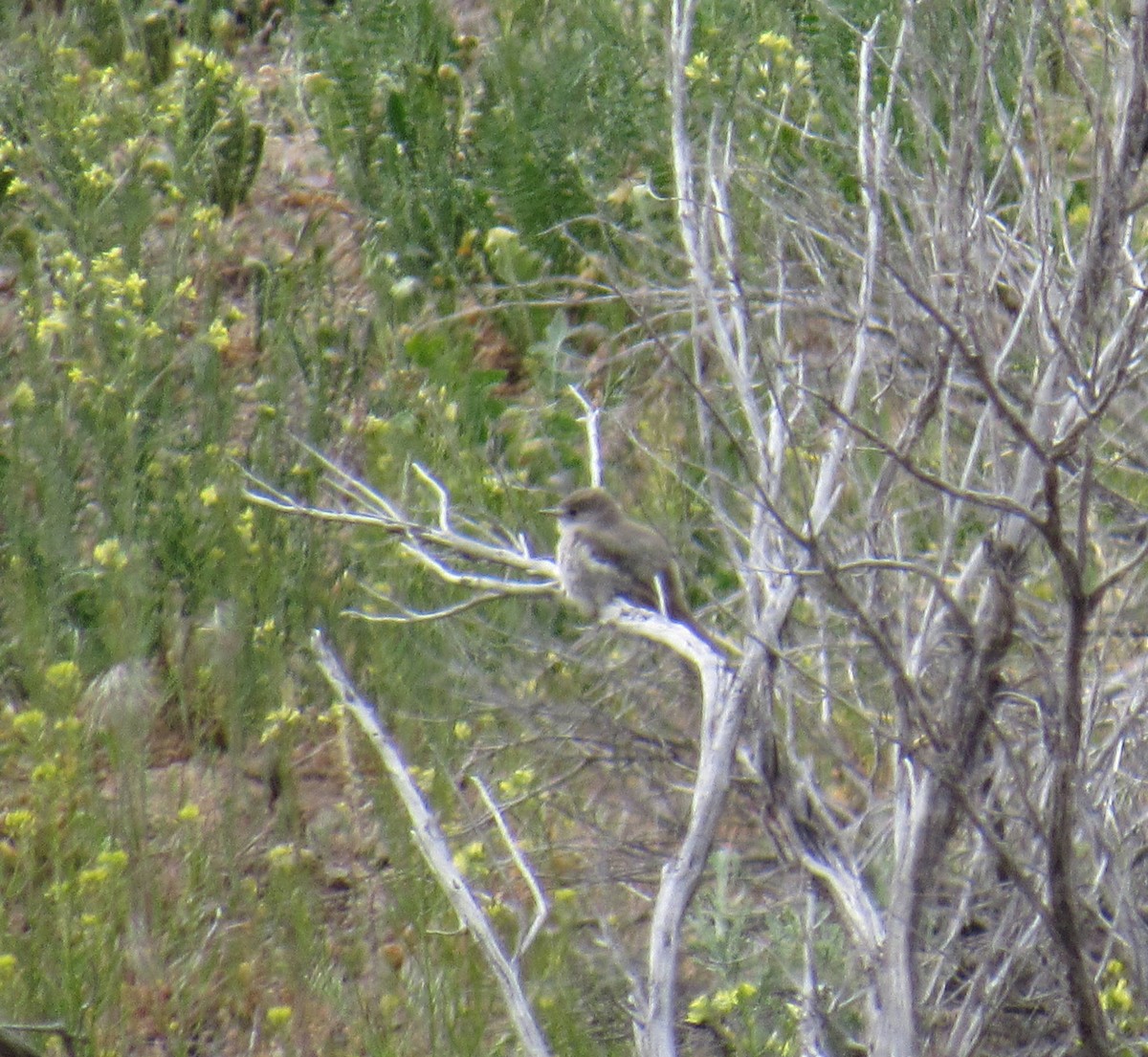 Gray Flycatcher - ML58553031