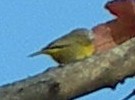 Nashville Warbler - ML585530511