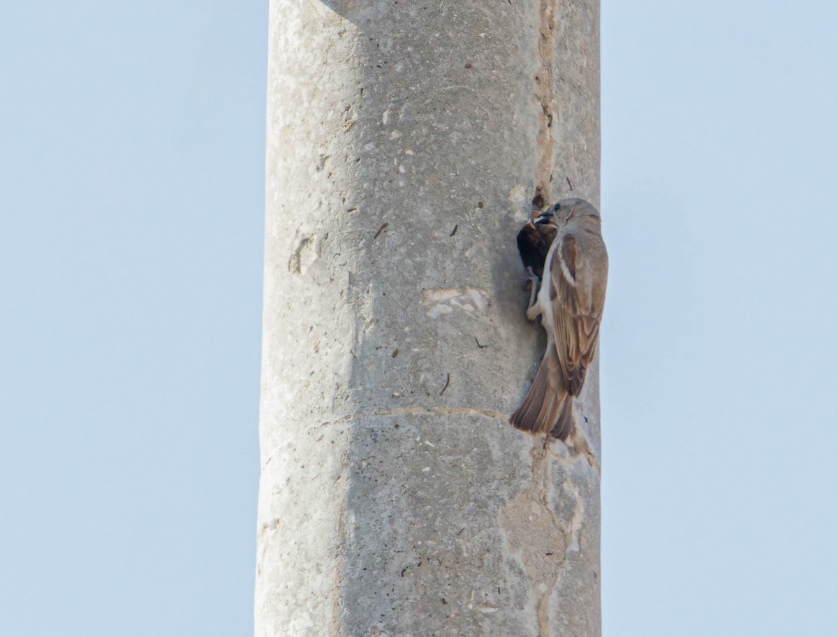 Yellow-throated Sparrow - Ido Ben-Itzhak