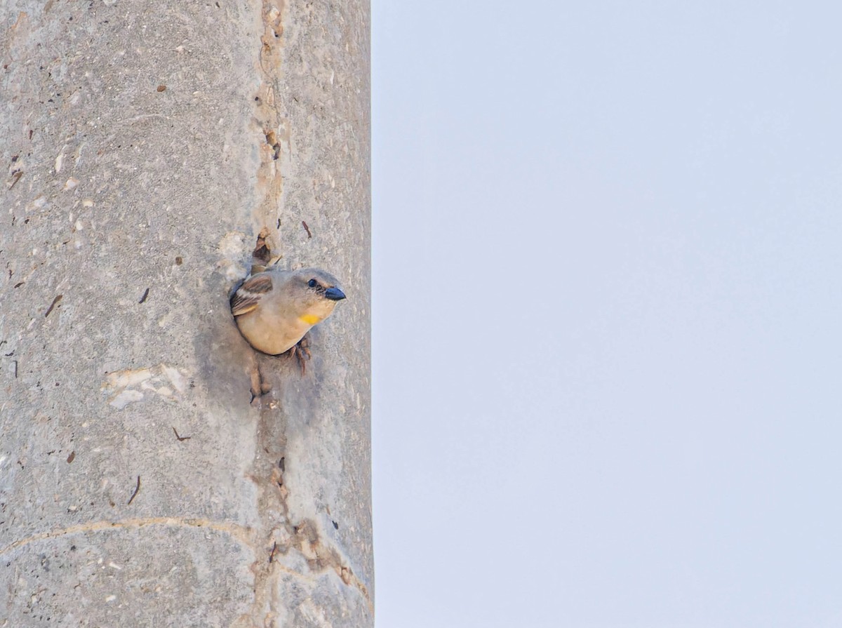 Yellow-throated Sparrow - Ido Ben-Itzhak