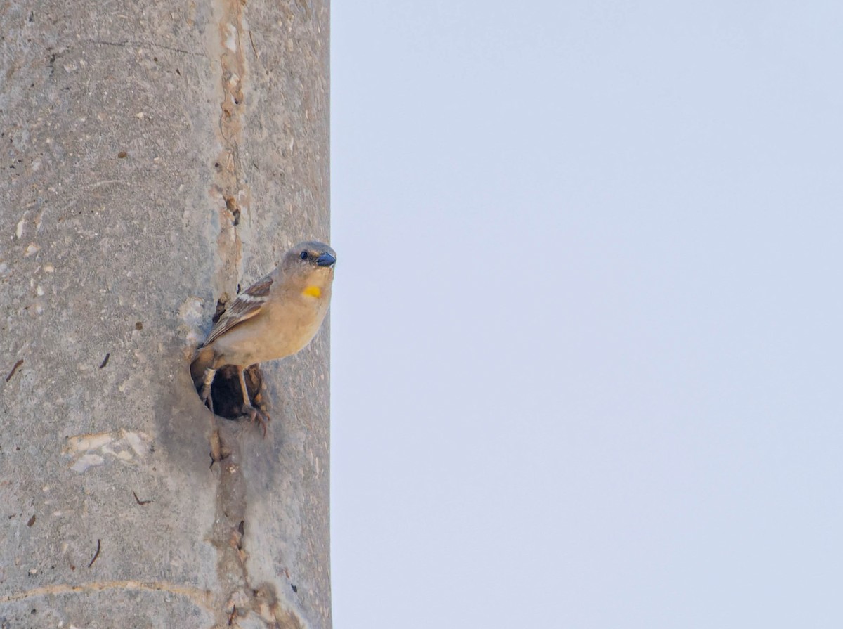 Yellow-throated Sparrow - Ido Ben-Itzhak