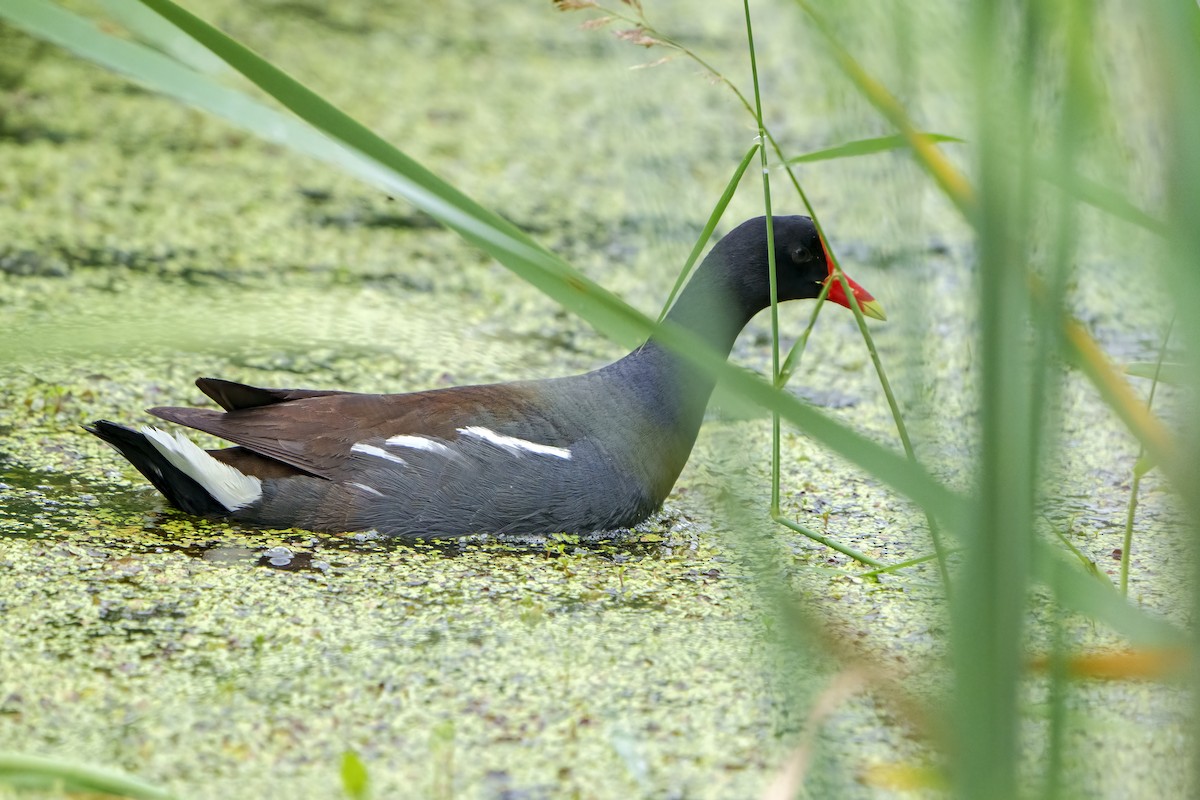 Common Gallinule - ML585530921