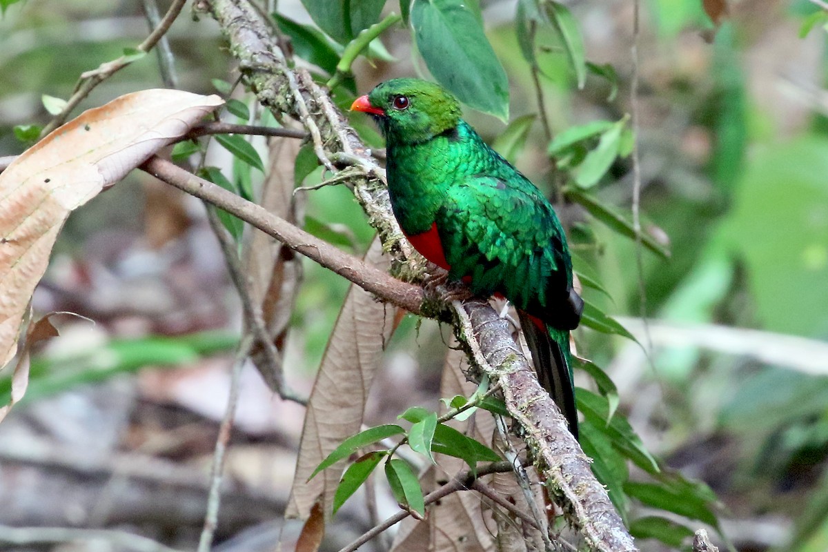 Pavonine Quetzal - Phillip Edwards