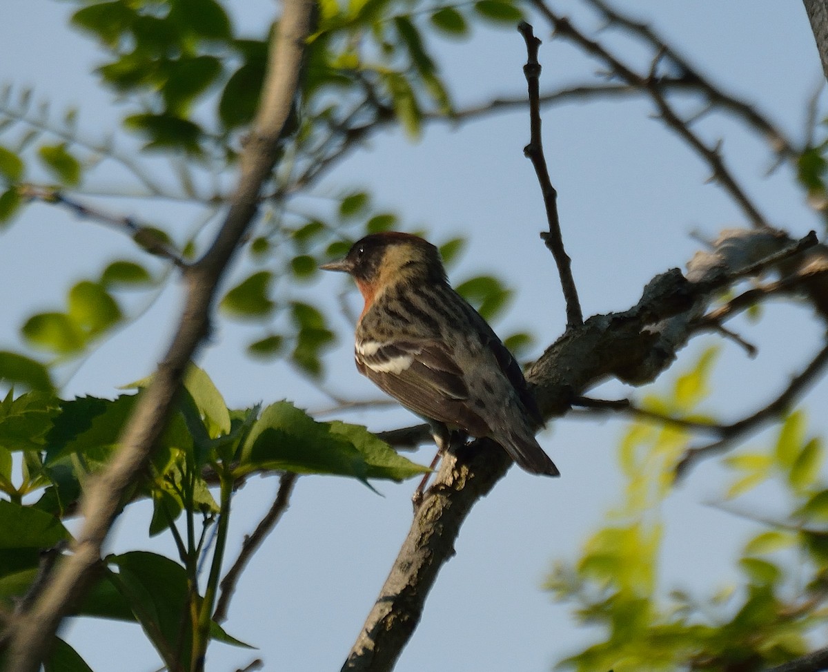 Bay-breasted Warbler - Jason Denesevich
