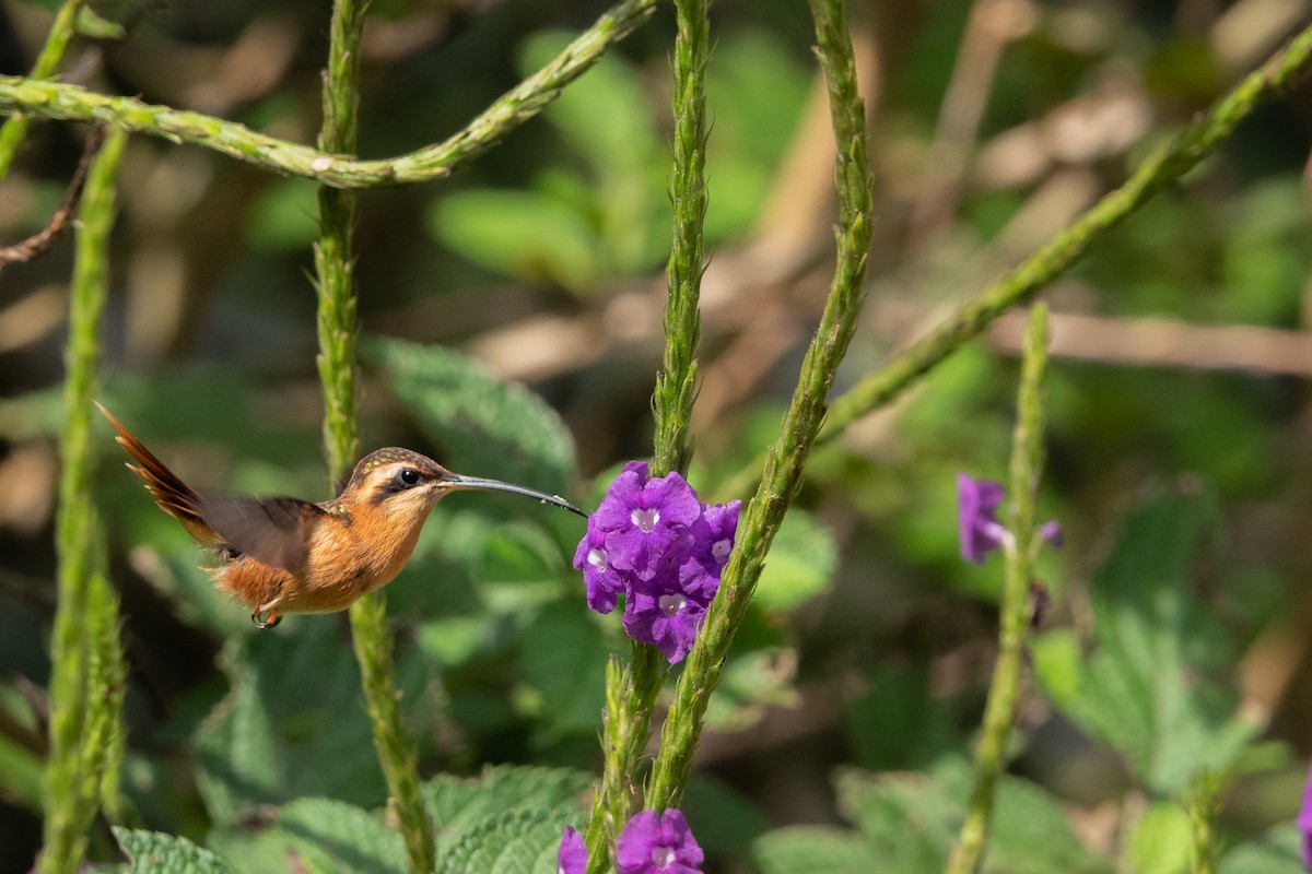 Reddish Hermit - ML585533051