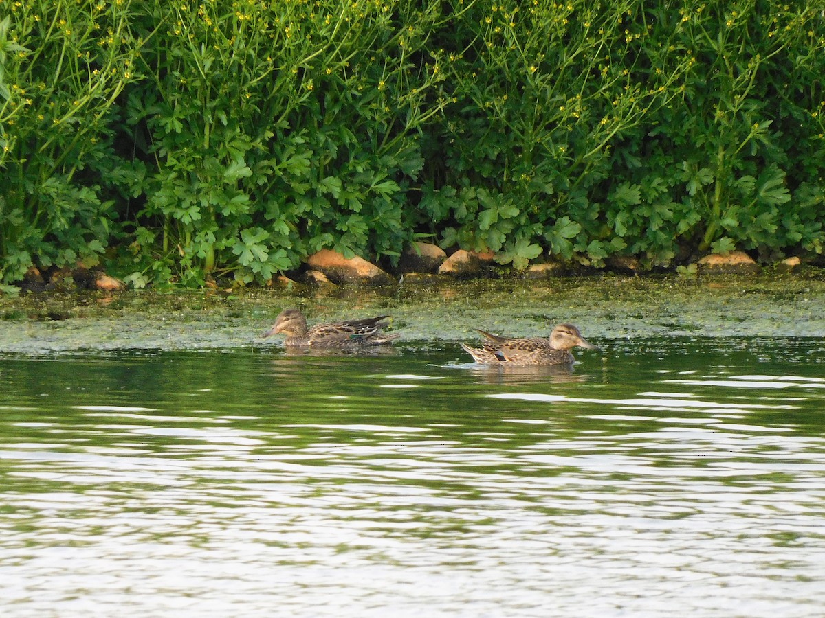 Green-winged Teal - Denis Robert