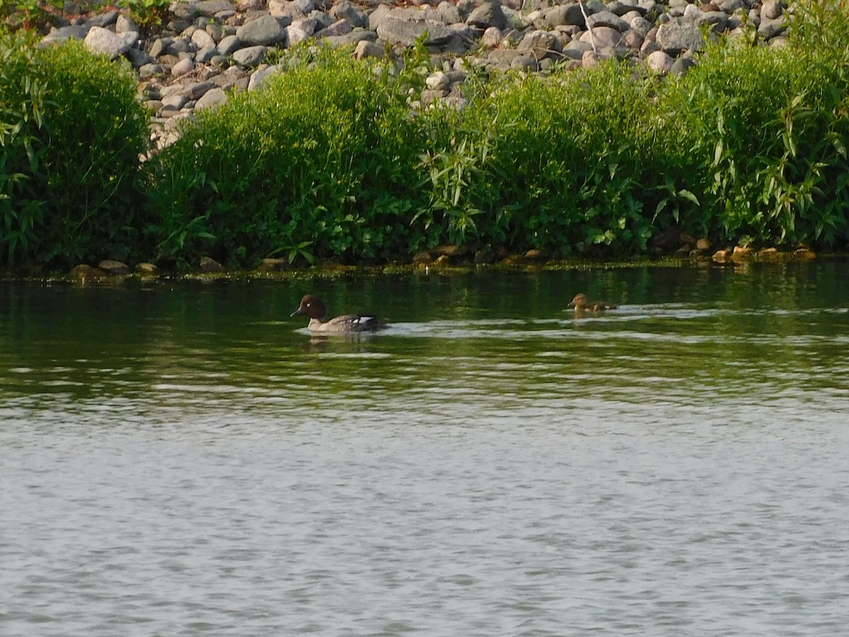 Common Goldeneye - ML585534131