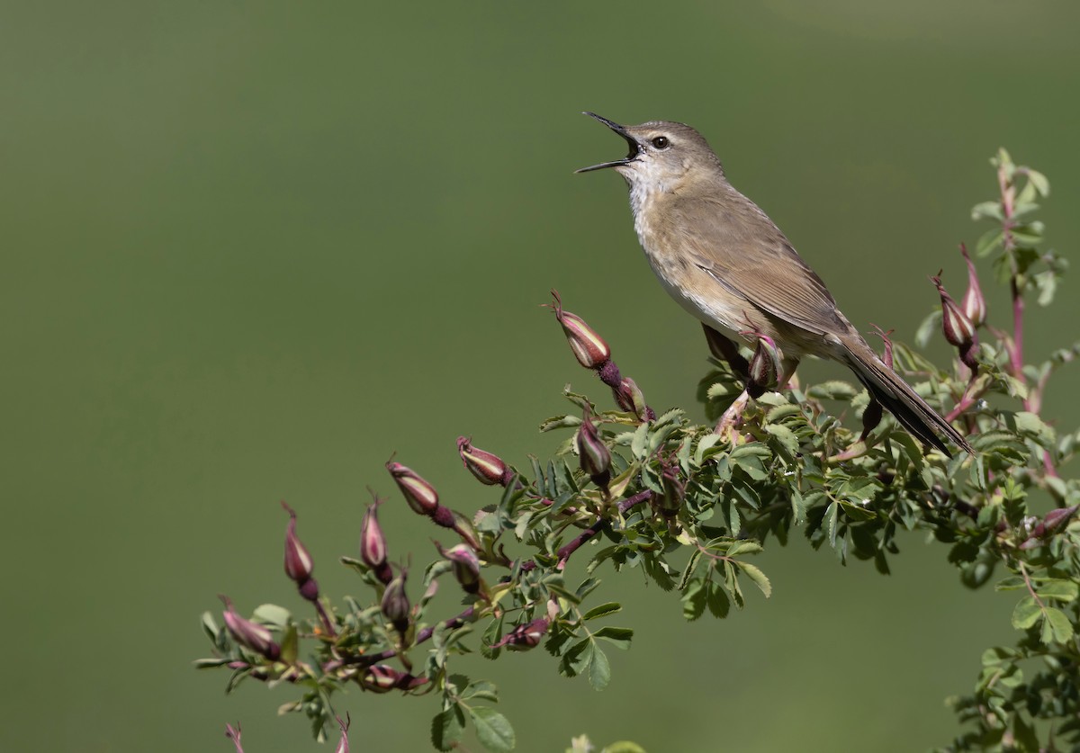 Long-billed Bush Warbler - Andrew Spencer