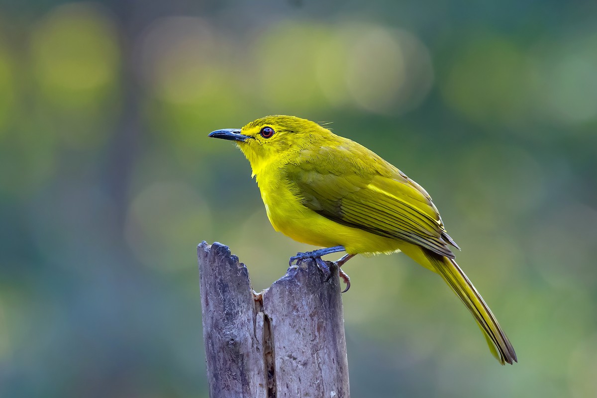 Yellow-browed Bulbul - Rajkumar Das
