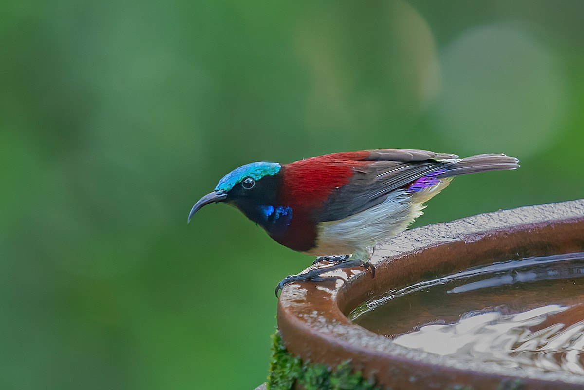 Crimson-backed Sunbird - ML585536561