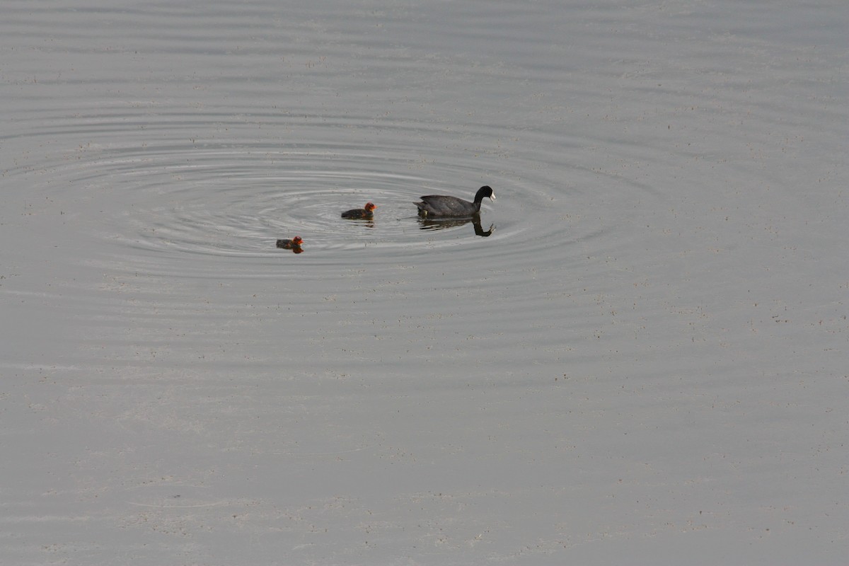 American Coot - ML585537031