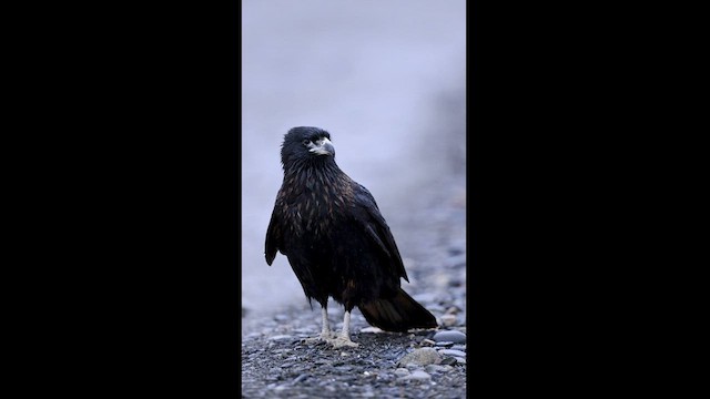 Striated Caracara - ML585537301