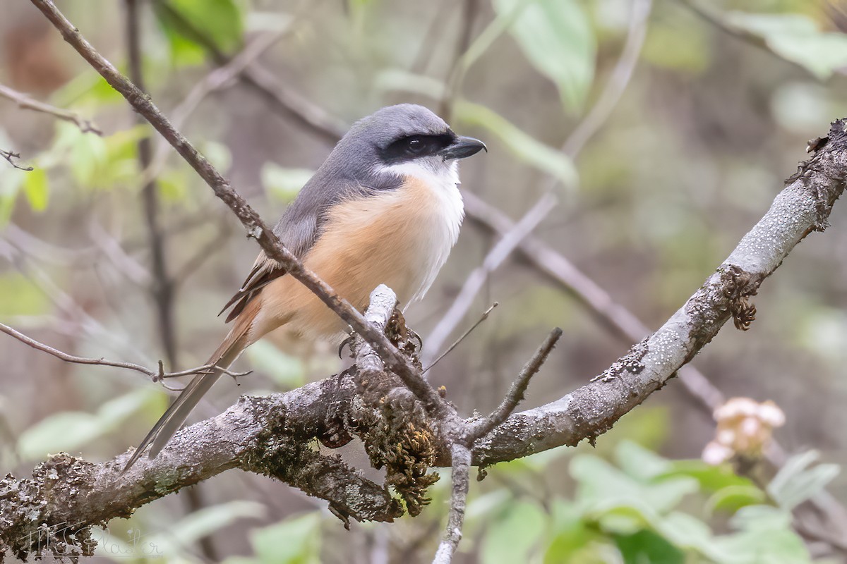 Gray-backed Shrike - ML585537761