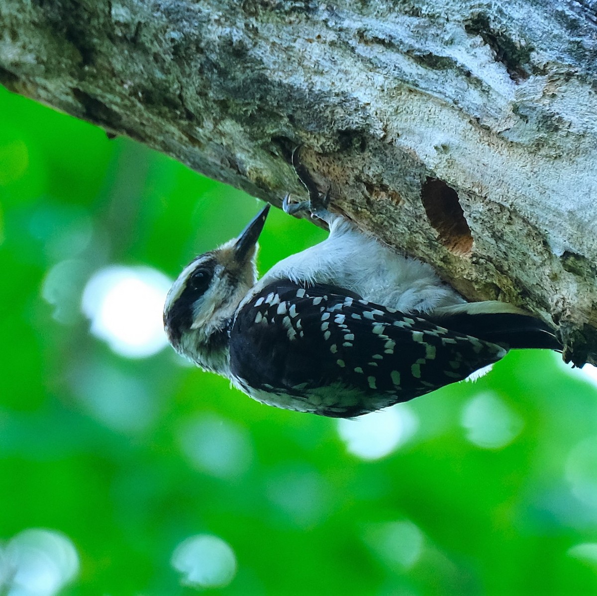 Hairy Woodpecker - ML585538161