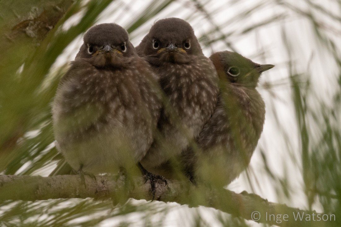 Mountain Bluebird - ML585538351