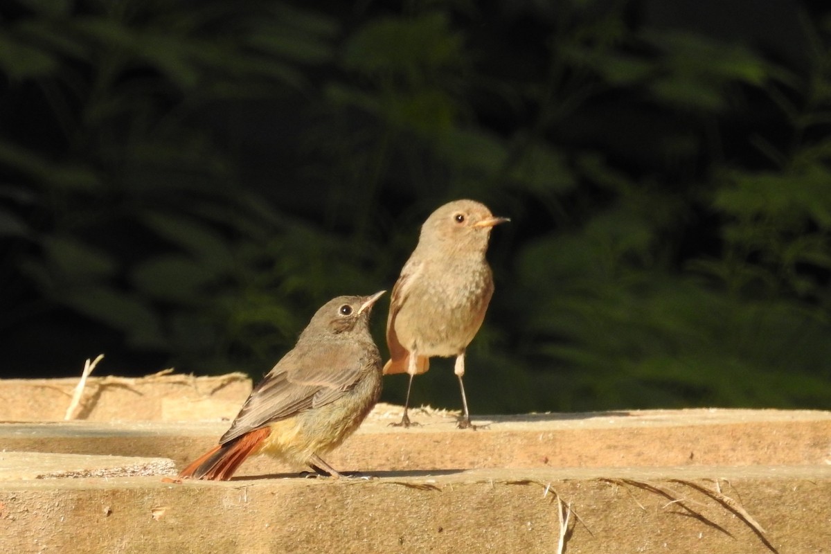 Мойлон гал сүүлт - ML585538381