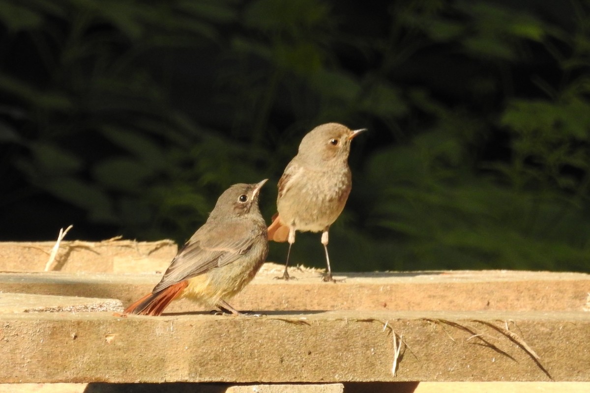 Мойлон гал сүүлт - ML585538391