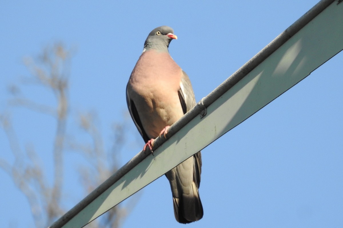 Ойн тагтаа - ML585538401