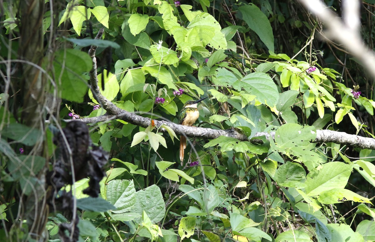 Rufous-tailed Jacamar (Rufous-tailed) - ML585538991