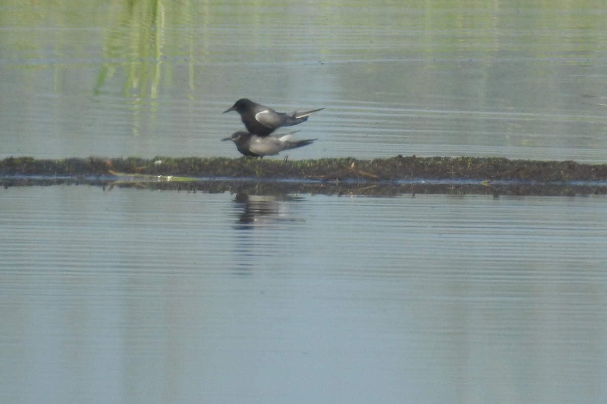 Black Tern - ML585539191