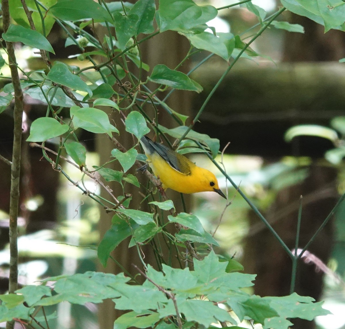 Prothonotary Warbler - ML585539501