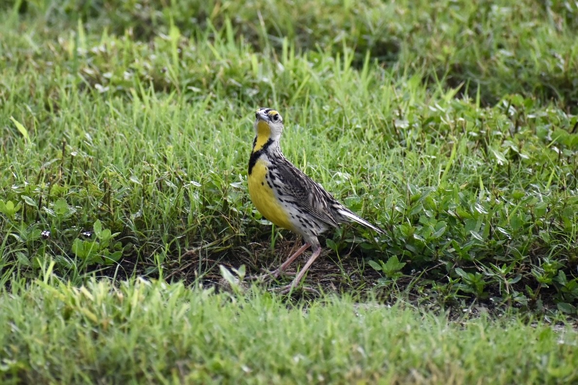 Eastern Meadowlark - ML585539691