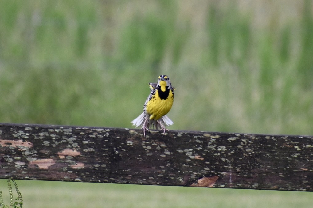 Eastern Meadowlark - ML585539701