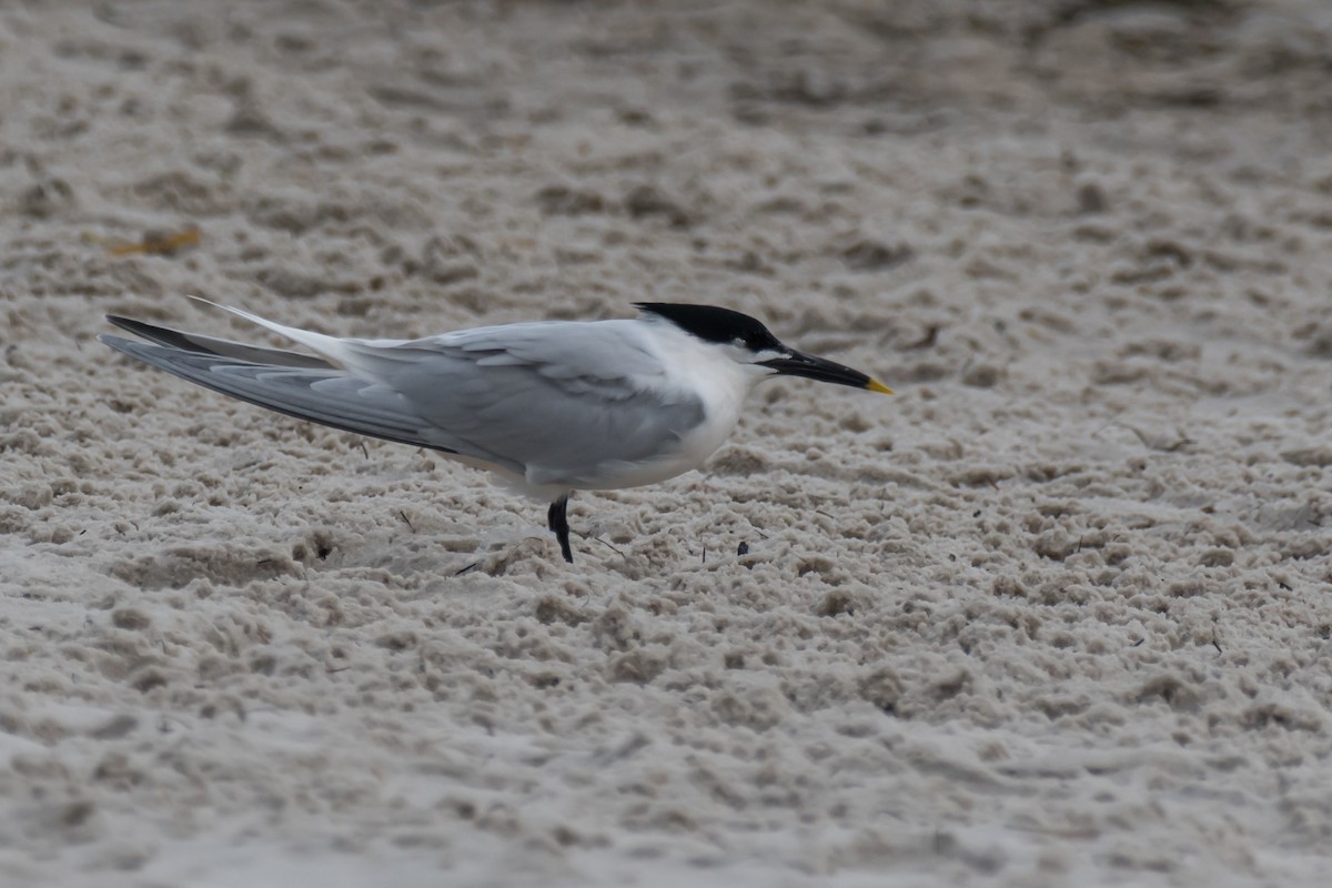 Sandwich Tern - ML585539941