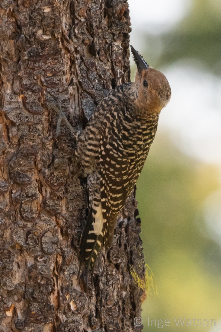 Williamson's Sapsucker - ML585540011