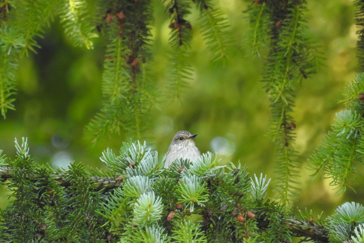 Бөртөт намнаахай - ML585540311