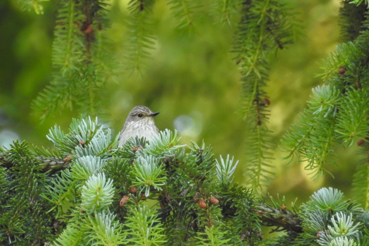 Бөртөт намнаахай - ML585540331