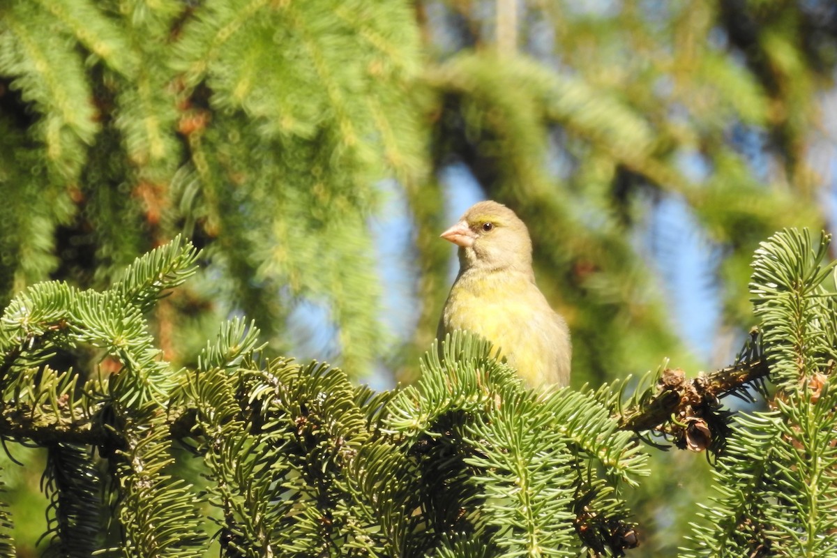 Эгэл ногоолдой - ML585540881