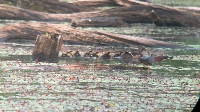 Wood Duck - ML585541251