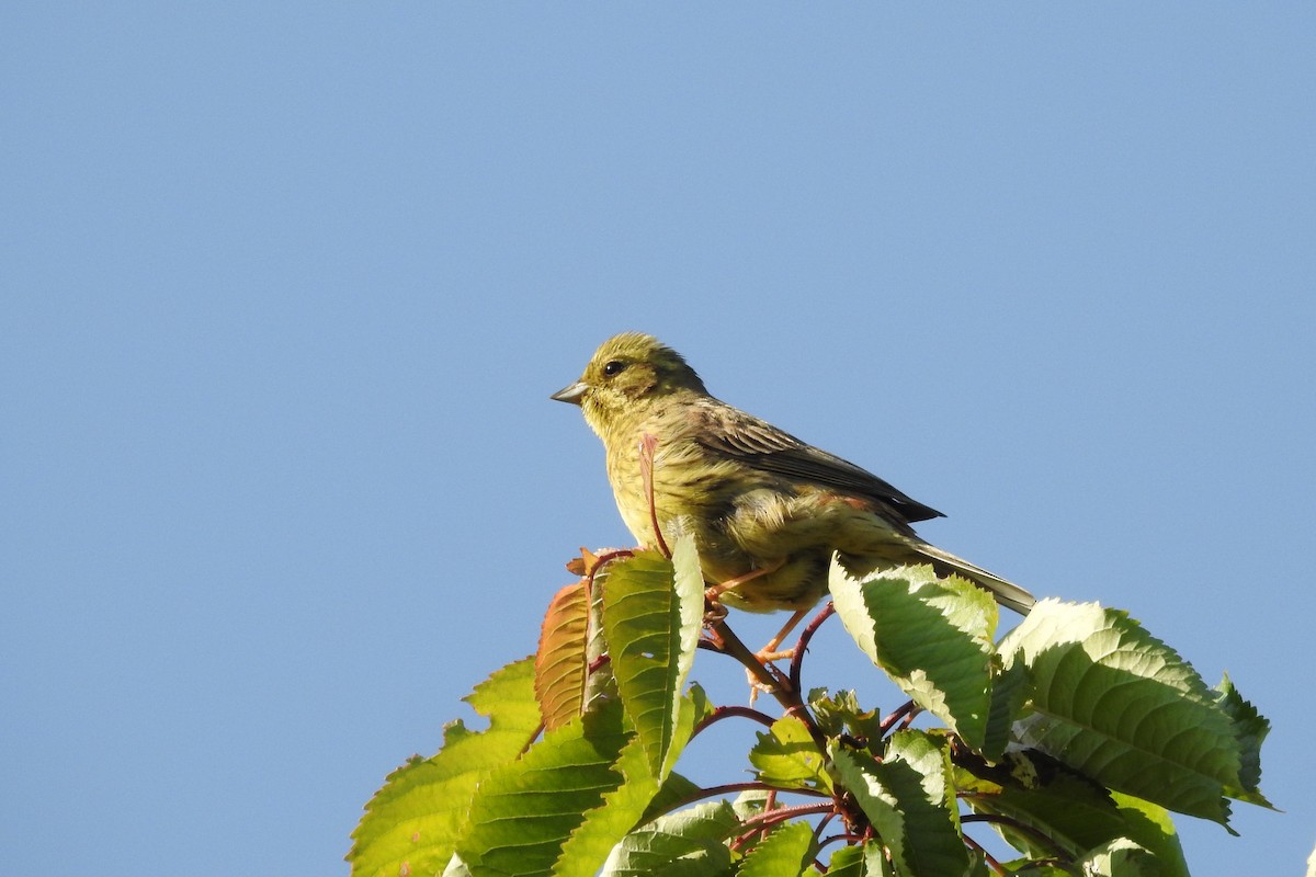 Алтан хөмрөг - ML585541391