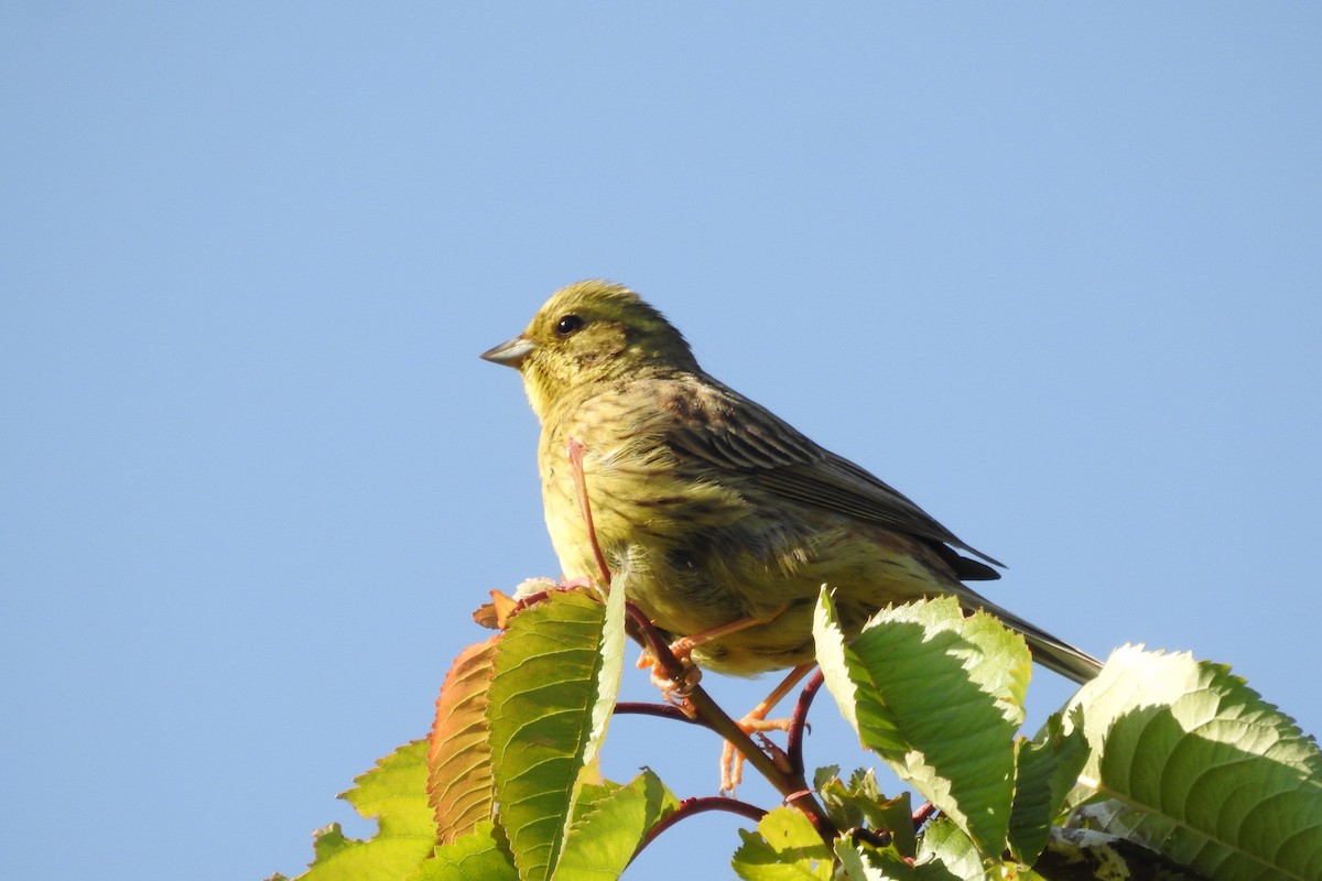 Yellowhammer - ML585541401