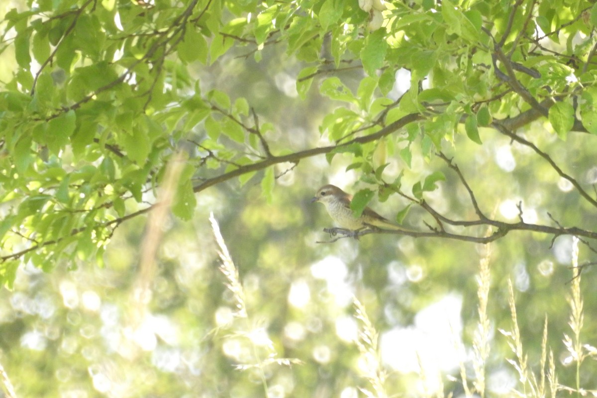 Улбар нуруут дунхай - ML585541541