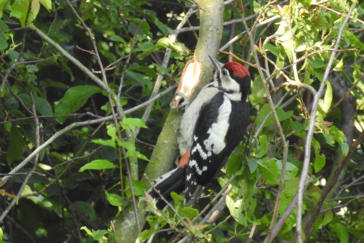 Алаг тоншуул - ML585542081