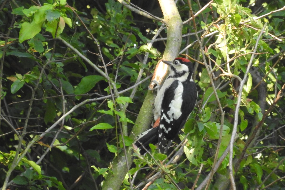 Алаг тоншуул - ML585542091