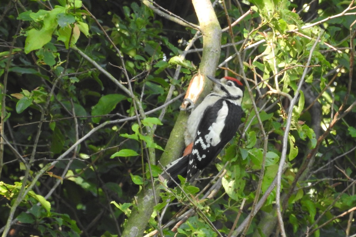 Алаг тоншуул - ML585542101