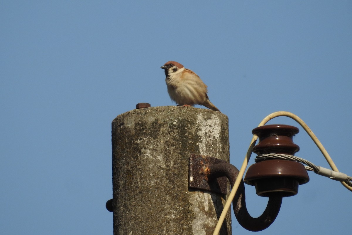 Хээрийн бор шувуу - ML585542421