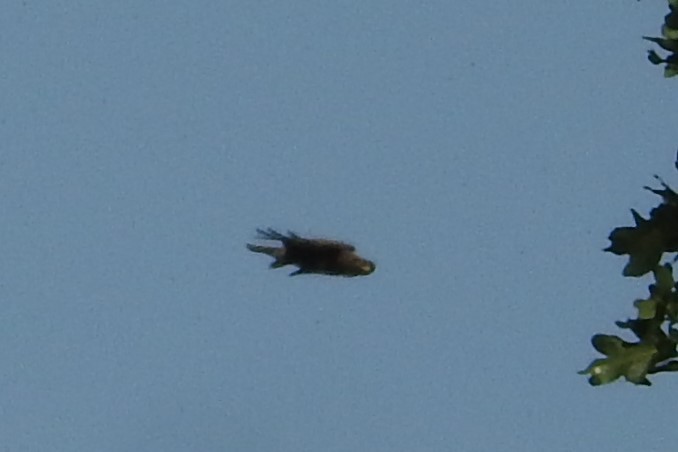 Сохор элээ - ML585542591