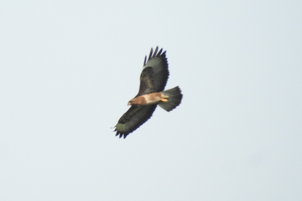 Ойн сар - ML585542671