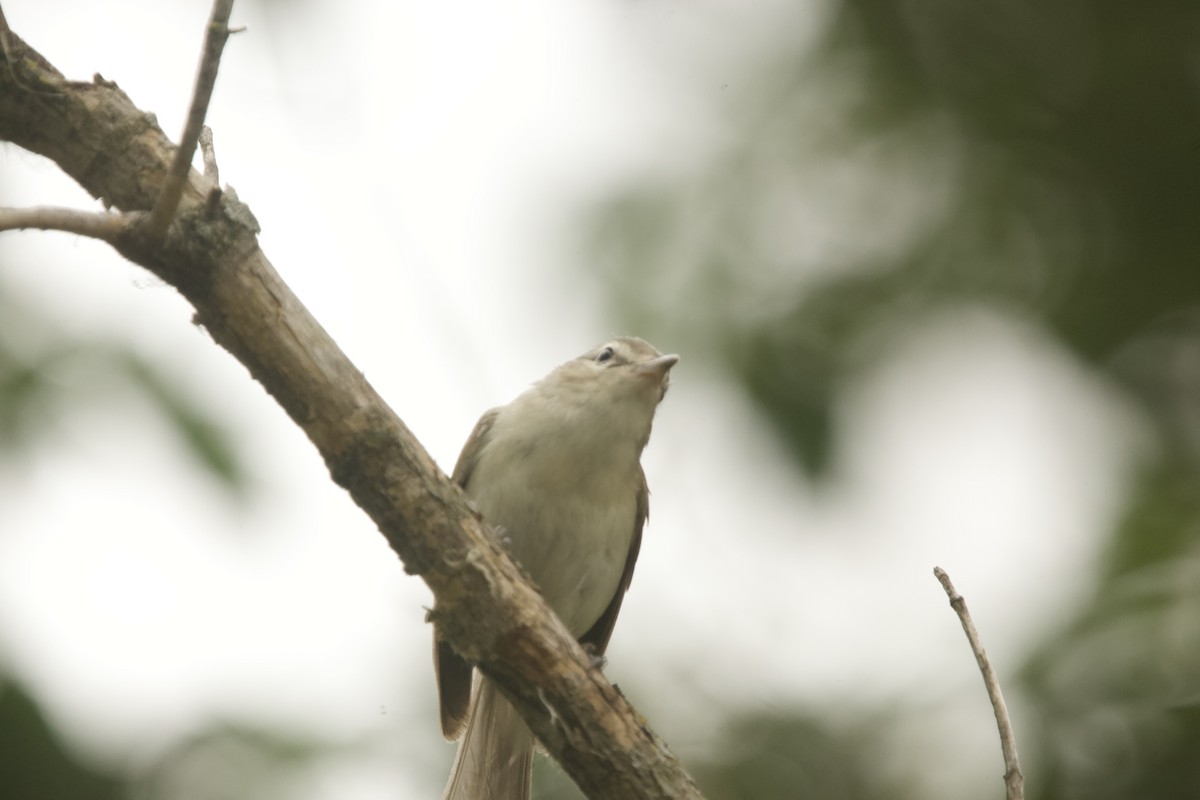 Warbling Vireo - ML585542821