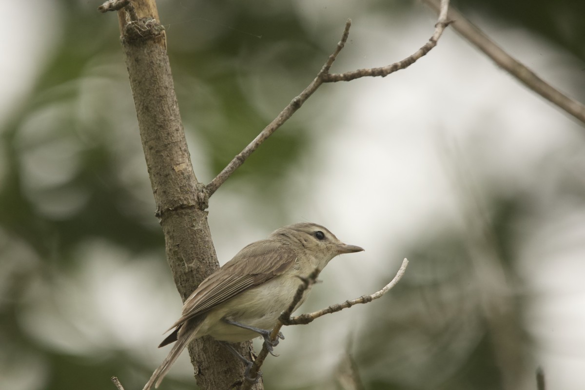 Warbling Vireo - ML585542831