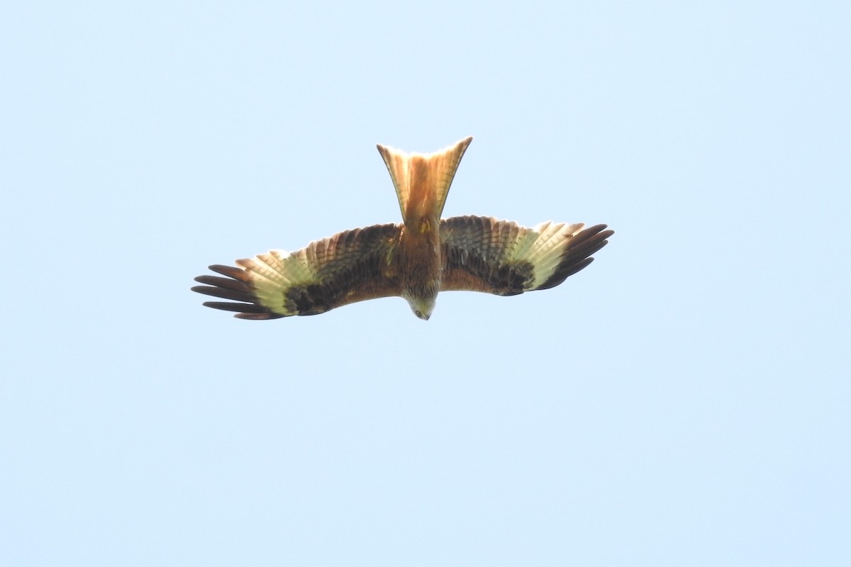 Red Kite - ML585542941