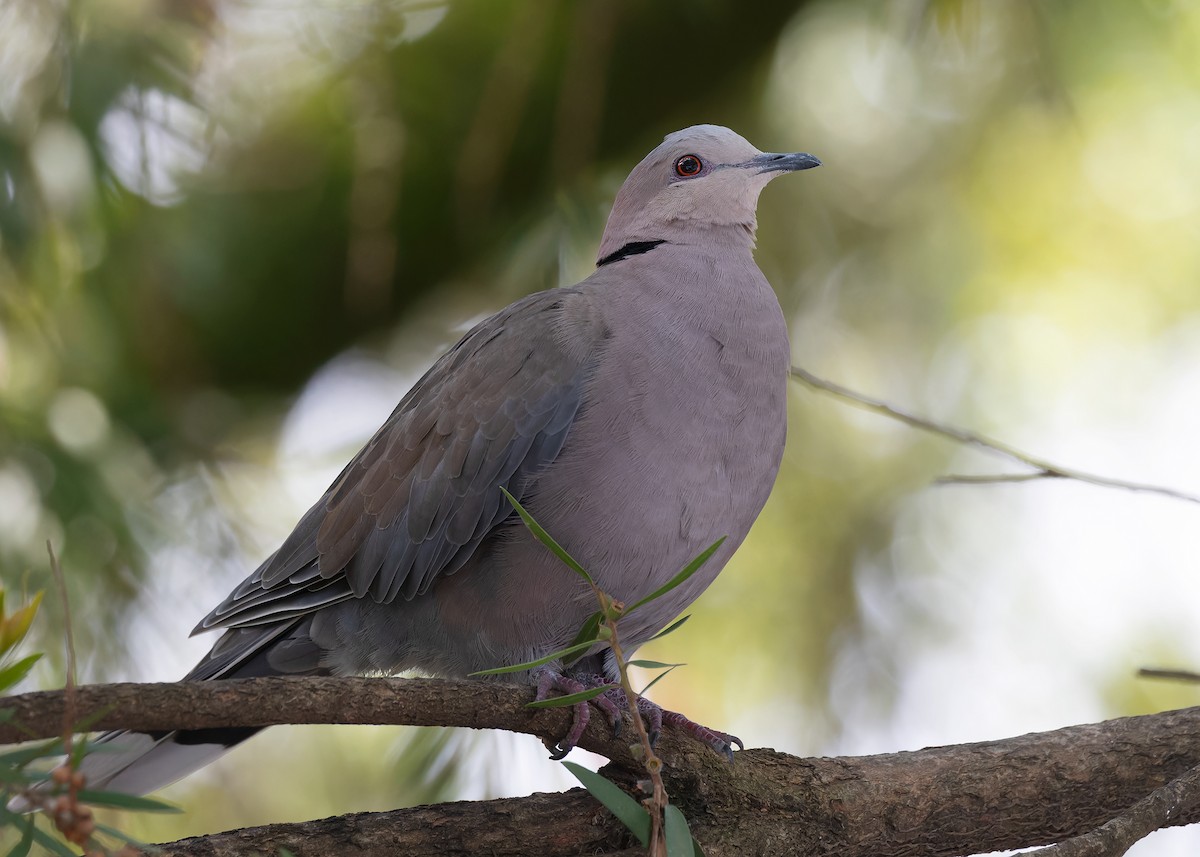 Red-eyed Dove - ML585543261