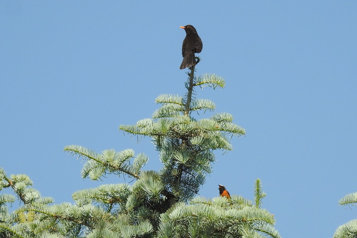 Эгэл гал сүүлт - ML585543551